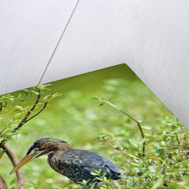 Green Heron by Anonymous