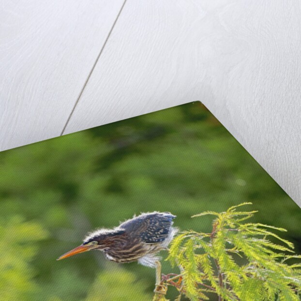 Green Heron by Anonymous