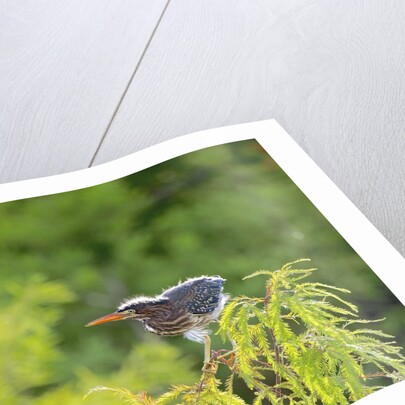 Green Heron by Anonymous