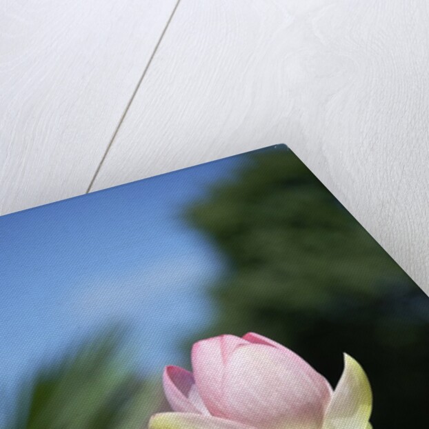 NC State Garden's Raleigh, NC by Anonymous