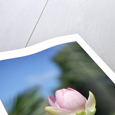 NC State Garden's Raleigh, NC by Anonymous