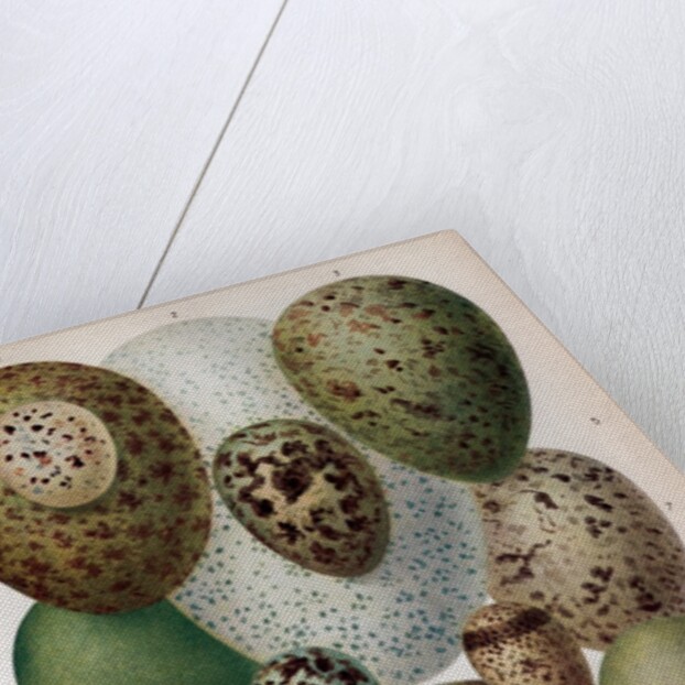 Scientific Illustration of Various Eggs #1 by Anonymous