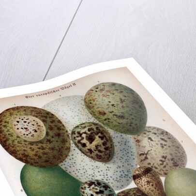 Scientific Illustration of Various Eggs #1 by Anonymous