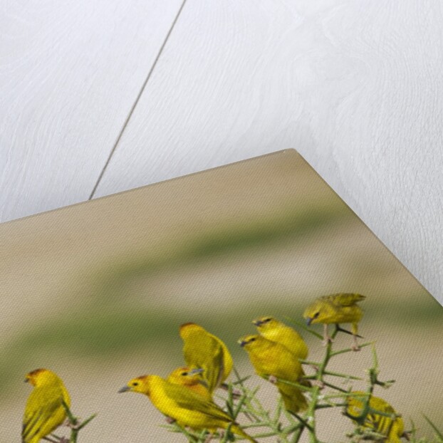 Kenya, Amboseli National Park, Yellow canary or weaver by Anonymous
