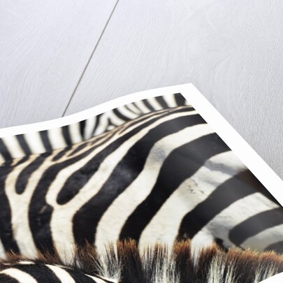 Kenya, Amboseli National Park, close up on zebra stripes by Corbis