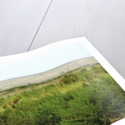 Kenya, Amboseli National Park, 2 female ostrich by Anonymous