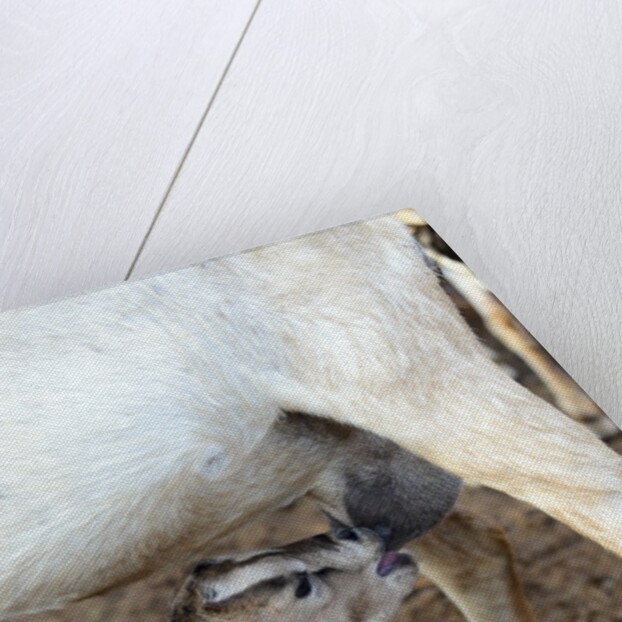 Kenya, Laikipia, Il Ngwesi, goat feeding her baby by Anonymous