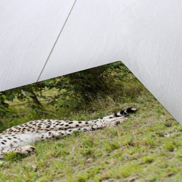 Kenya, Masai Mara National Reserve, cheetah lying and resting by Anonymous