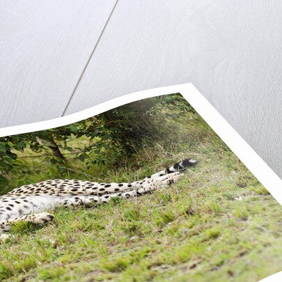 Kenya, Masai Mara National Reserve, cheetah lying and resting by Anonymous