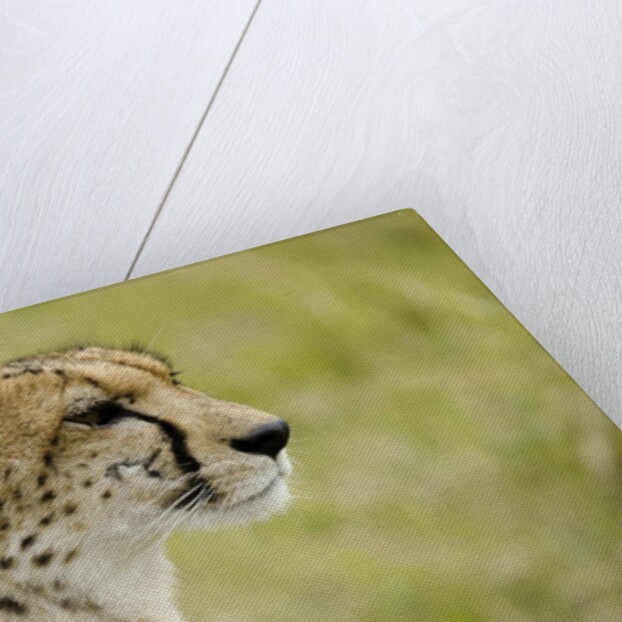 Kenya, Masai Mara National Reserve, cheetah alert in the savanna ready to chase for a kill by Anonymous