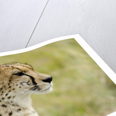 Kenya, Masai Mara National Reserve, cheetah alert in the savanna ready to chase for a kill by Anonymous