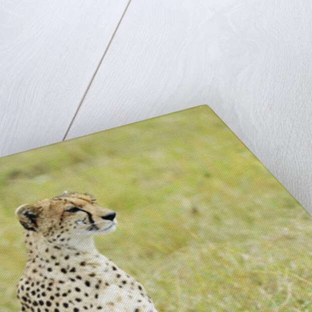 Kenya, Masai Mara National Reserve, cheetah alert in the savanna ready to chase for a kill by Anonymous