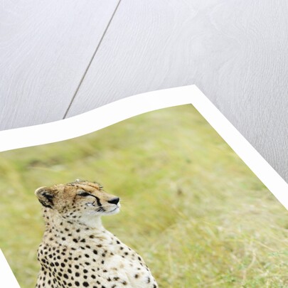 Kenya, Masai Mara National Reserve, cheetah alert in the savanna ready to chase for a kill by Anonymous