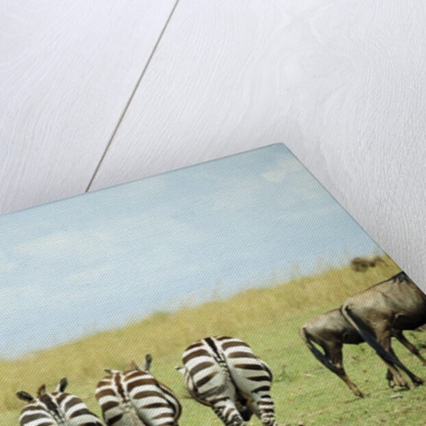 Kenya, Masai Mara National Reserve, rear view of zebras looking at the plain by Anonymous