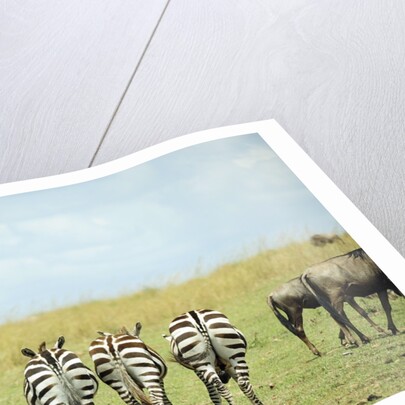 Kenya, Masai Mara National Reserve, rear view of zebras looking at the plain by Anonymous