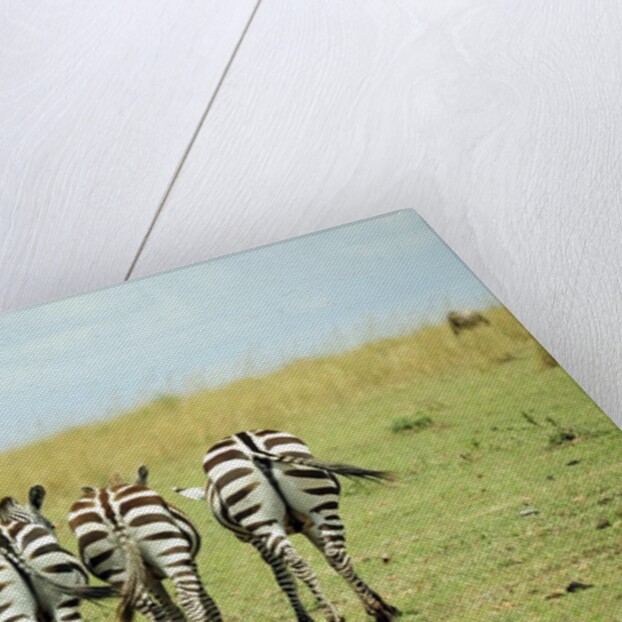 Kenya, Masai Mara National Reserve, rear view of zebras looking at the plain by Anonymous