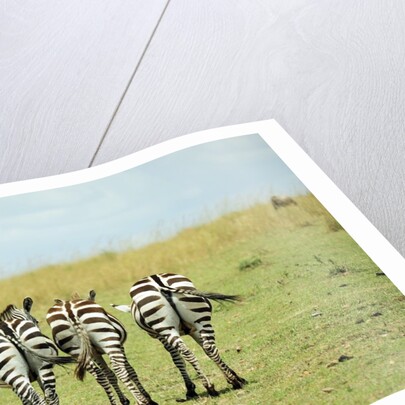 Kenya, Masai Mara National Reserve, rear view of zebras looking at the plain by Anonymous
