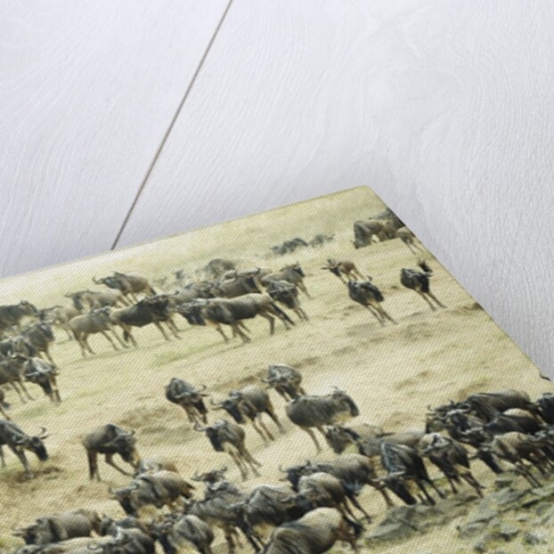 Kenya, Masai Mara National Reserve, zebras and wildebeests ready for the great migration by Anonymous
