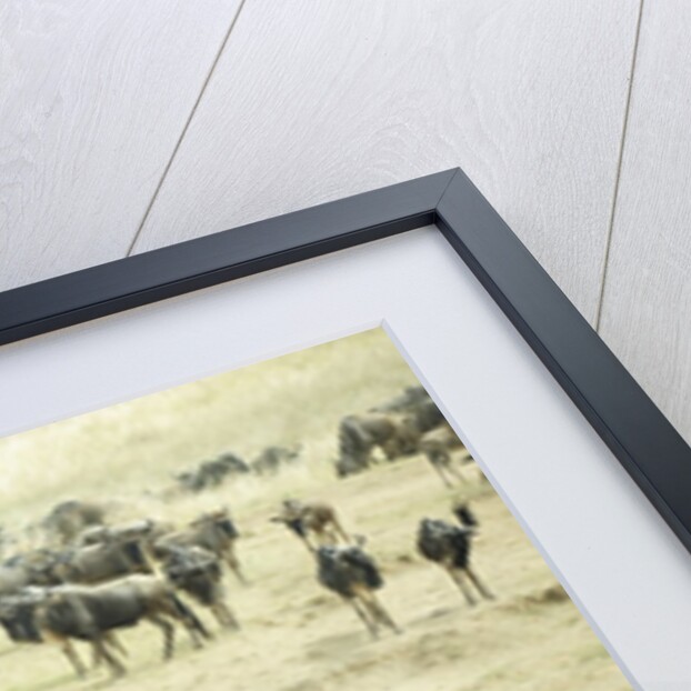 Kenya, Masai Mara National Reserve, zebras and wildebeests ready for the great migration by Anonymous
