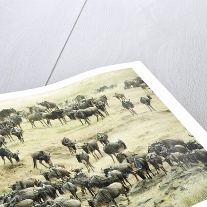 Kenya, Masai Mara National Reserve, zebras and wildebeests ready for the great migration by Anonymous