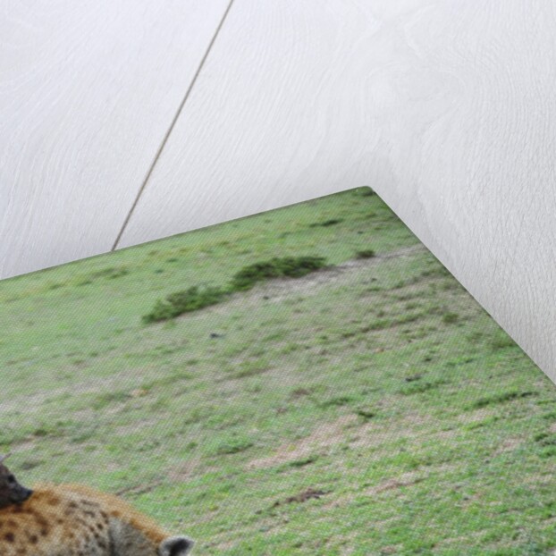 Kenya, Masai Mara National Reserve, hyena mating by Anonymous