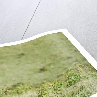 Kenya, Lake Nakuru National Park, Male Impala (Aepyceros melampus) by Anonymous