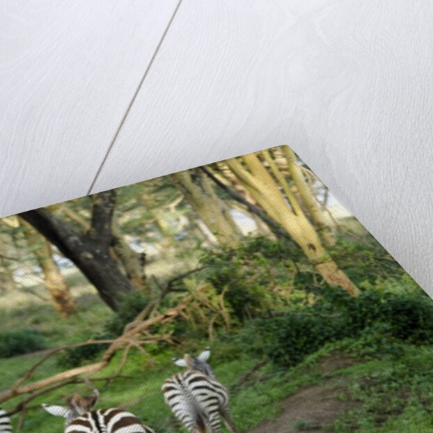 Kenya, Lake Nakuru National Park, rear view on 3 zebras at sunset by Anonymous