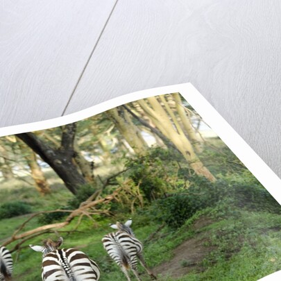Kenya, Lake Nakuru National Park, rear view on 3 zebras at sunset by Anonymous