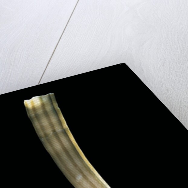 Dentalium elephantinum by Anonymous