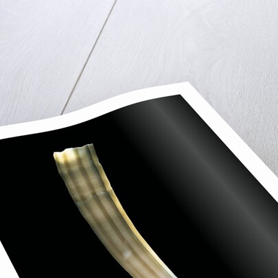 Dentalium elephantinum by Anonymous