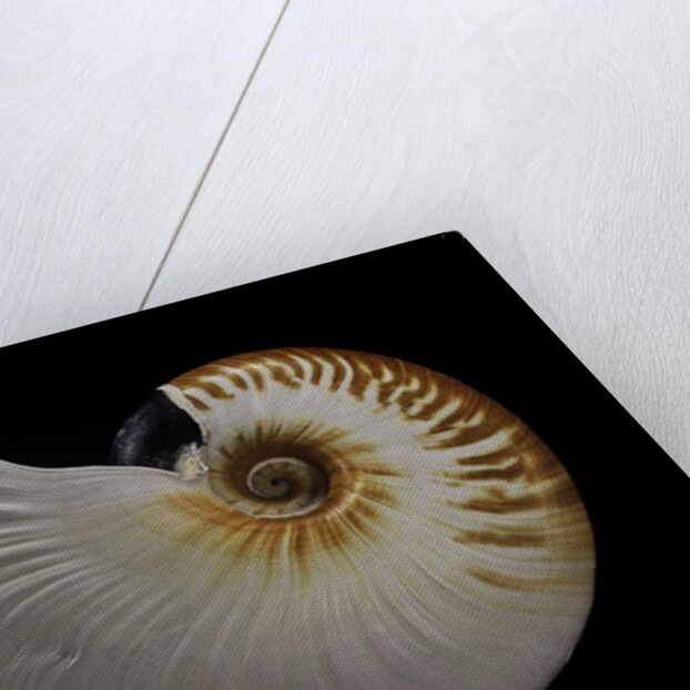 Nautilus scrobiculatus by Anonymous