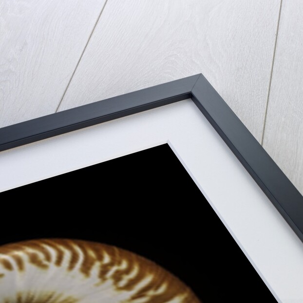 Nautilus scrobiculatus by Anonymous