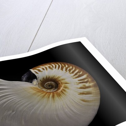 Nautilus scrobiculatus by Anonymous