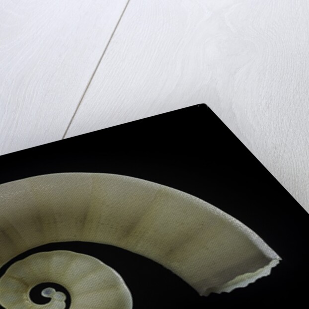 Spirula spirula by Anonymous
