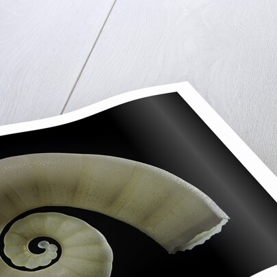 Spirula spirula by Anonymous