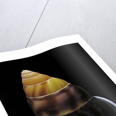 Amphidromus perversus by Anonymous