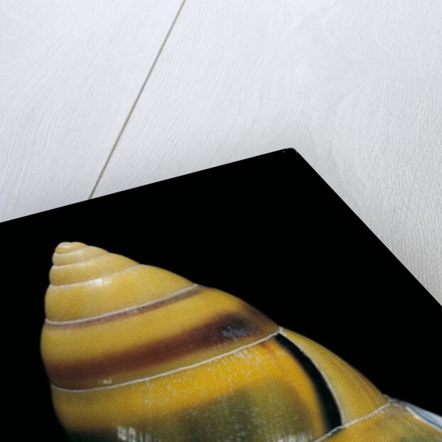 Amphidromus perversus by Anonymous