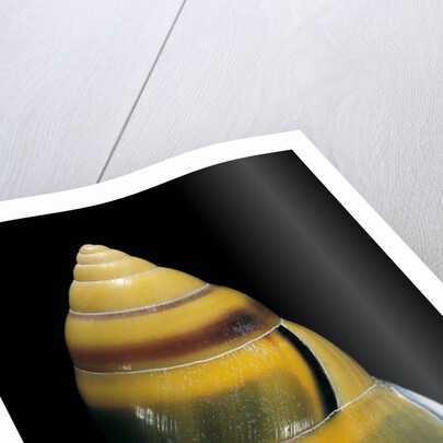 Amphidromus perversus by Anonymous
