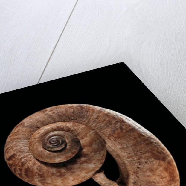 Rhiostoma housei by Anonymous