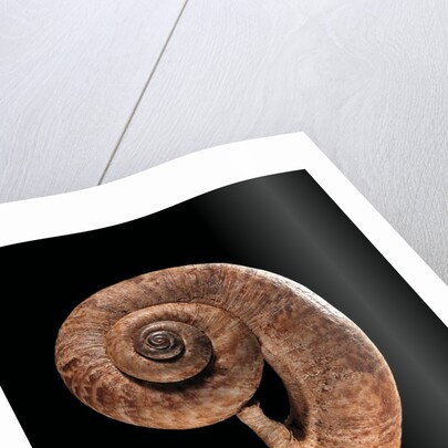 Rhiostoma housei by Anonymous