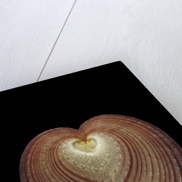 Corculum cardissa by Anonymous