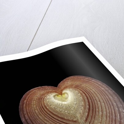 Corculum cardissa by Anonymous