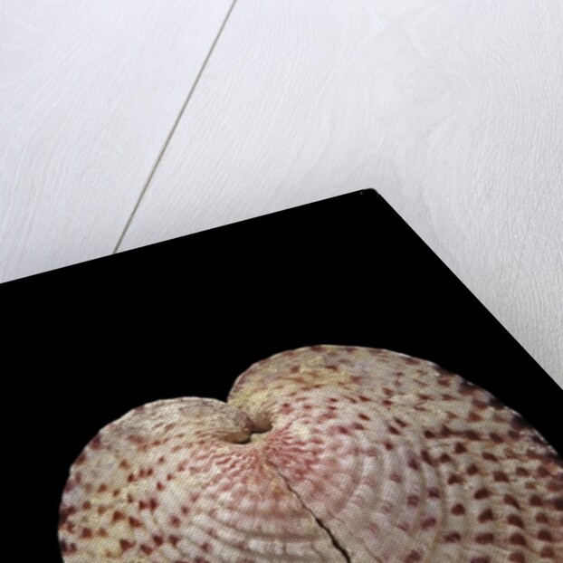 Corculum laevigatum by Anonymous