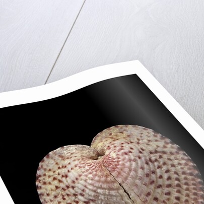 Corculum laevigatum by Anonymous