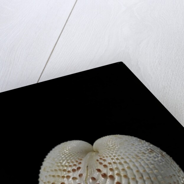 Fragum unedo by Anonymous