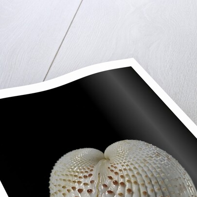 Fragum unedo by Anonymous