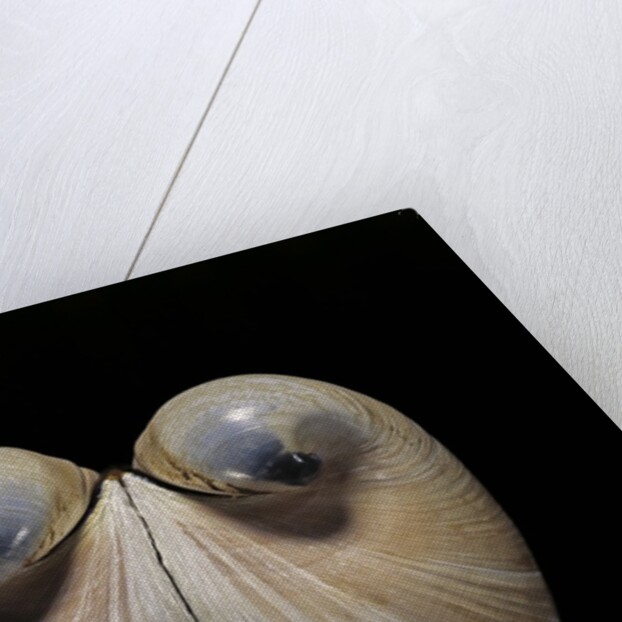 Glossus humanus by Anonymous