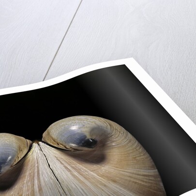 Glossus humanus by Anonymous