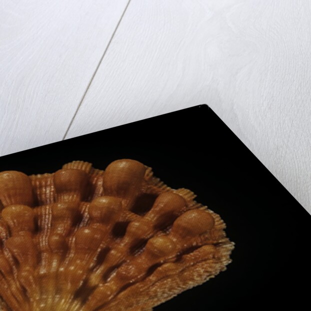 Lyropecten nodosus by Anonymous