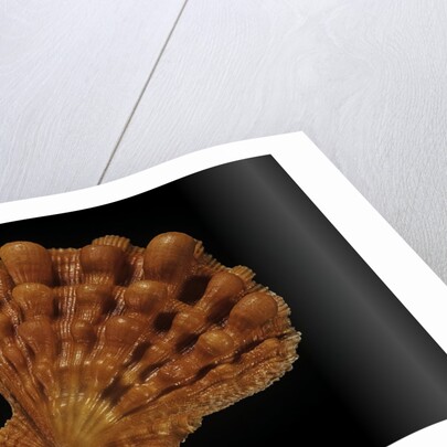 Lyropecten nodosus by Anonymous